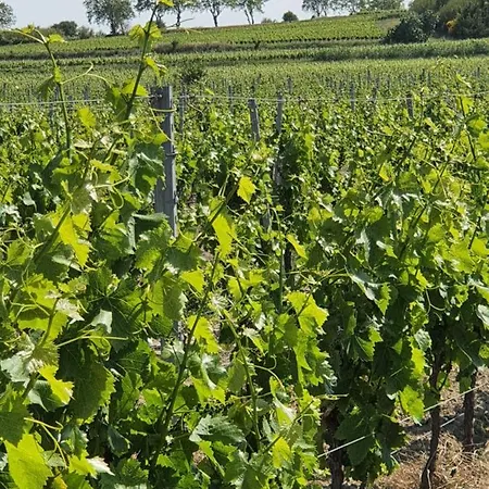 La Grange * Cazouls-d Herault