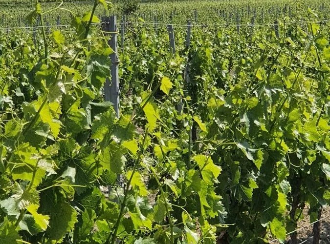 La Grange * Cazouls-d Herault